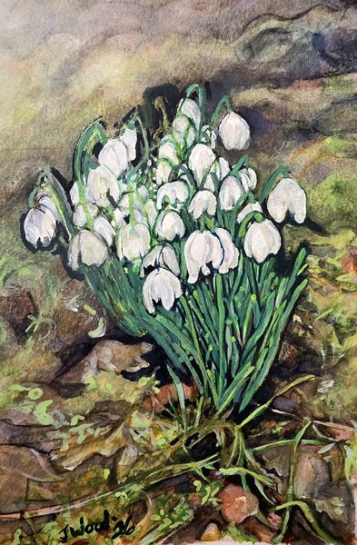 ‘Snowdrops in Hawes’ showing delicate flowers emerging in soft light.